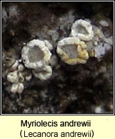 Lecanora andrewii