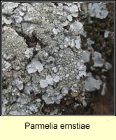 Parmelia ernstiae