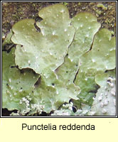 Punctelia reddenda