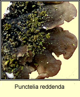 Punctelia reddenda