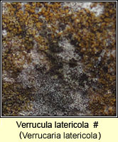 Verrucaria latericola