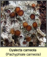 Pachyphiale carneola