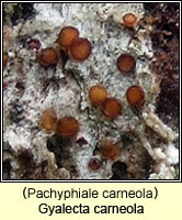 Gyalecta carneola (Pachyphiale carneola)