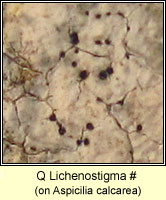 Q Lichenostigma