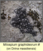 Milospium graphideorum