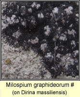 Milospium graphideorum
