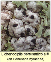 Laeviomyces pertusariicola 