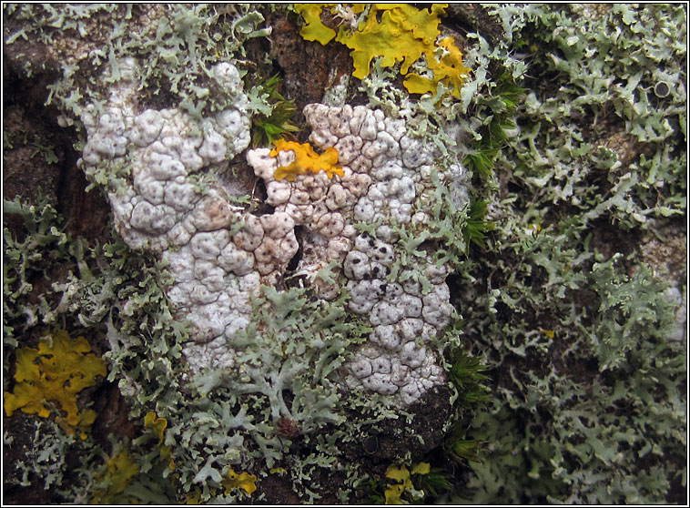 Laeviomyces pertusariicola