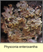 Physconia enteroxantha