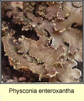 Physconia enteroxantha