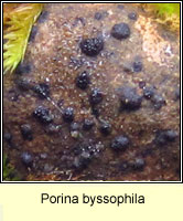 Porina byssophila