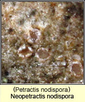 Neopetractis nodispora (Petractis nodispora)