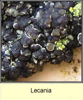 Lecania Q2