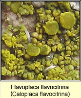 Caloplaca flavocitrina