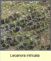 Lecanora intricata