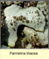 Parmelina tiliacea