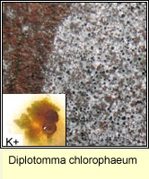 Diplotomma chlorophaeum