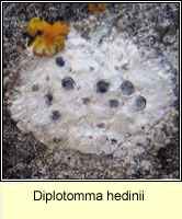 Diplotomma hedinii