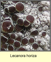 Lecanora horiza