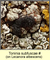 Toninia subfuscae