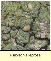 Psilolechia leprosa