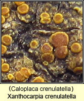 Caloplaca crenulatella