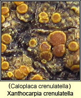 Xanthocarpia crenulatella (Caloplaca crenulatella)