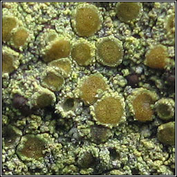 Caloplaca austrocitrina