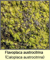 Flavoplaca austrocitrina (Caloplaca austrocitrina)