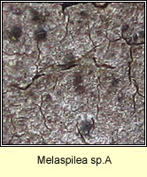 Melaspilea sp A