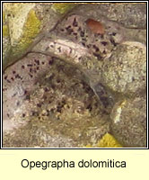 Opegrapha dolomitica