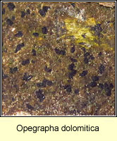 Opegrapha dolomitica