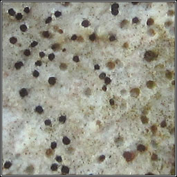 Lecidea lichenicola