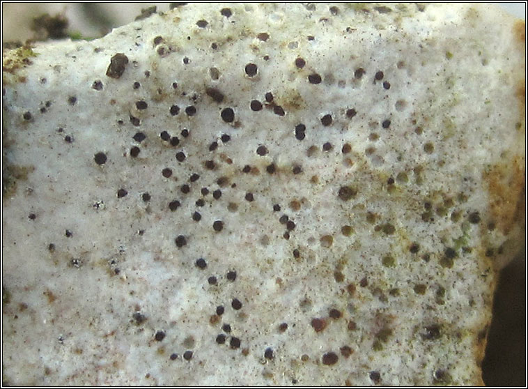Lecidea lichenicola