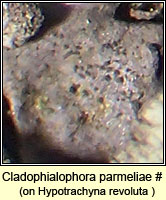 Cladophialophora parmeliae