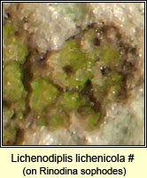 Lichenodiplis lichenicola