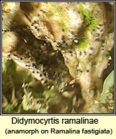 Didymocyrtis ramalinae, anamorph