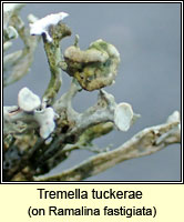 Tremella tuckerae