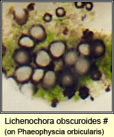 Lichenochora obscuroides