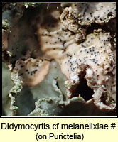 Didymocyrtis cf melanelixiae