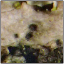 Lichenoconium lichenicola