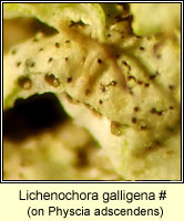 Lichenochora galligena