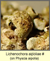 Lichenochora aipoliae