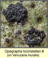 Opegrapha hochstetteri