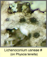 Lichenoconium usneae