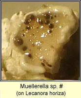 Muellerella sp