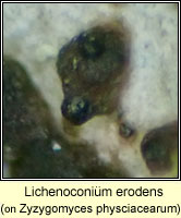 Lichenoconium erodens