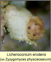 Lichenoconium erodens