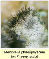 Taeniolella phaeophysciae