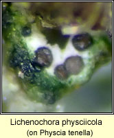 Lichenochora physciicola